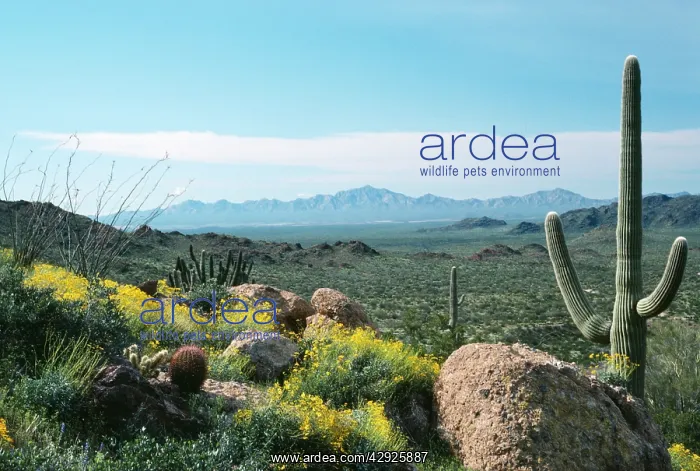 : USA - Ocotillo, Brittlebush & Saguaro Cactus : USA - Ocotillo, Brittlebush & Saguaro Cactus