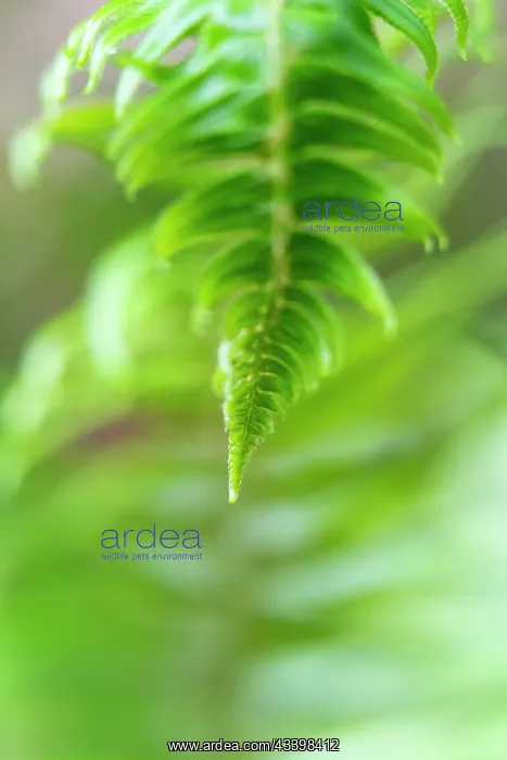 : USA, Olympic National Park, common sword fern, Polystichum : USA, Olympic National Park, common sword fern, Polystichum