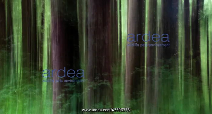 : USA, Oregon, Arch Cape. Pacific coastline tree trunk : USA, Oregon, Arch Cape. Pacific coastline tree trunk