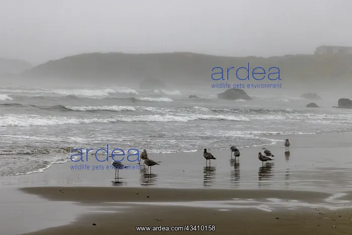  : Usa, Oregon, Bandon. Bandon Beach, Late Afternoon