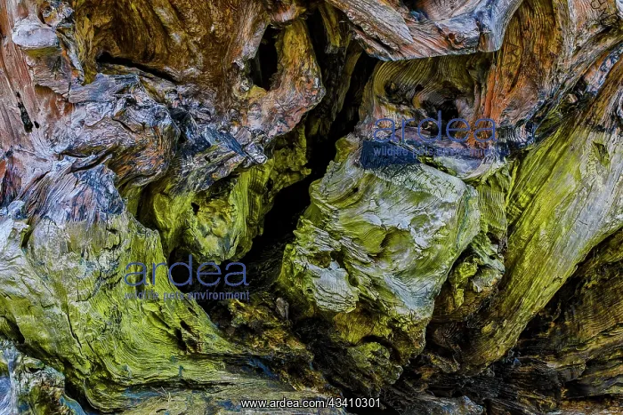  : USA, Oregon, Bandon, Beach