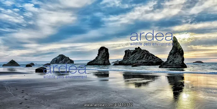 : USA, Oregon, Bandon, Beach : USA, Oregon, Bandon, Beach