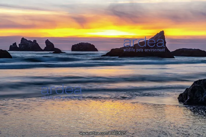 : USA, Oregon, Bandon Beach. Pacific Ocean sea stacks : USA, Oregon, Bandon Beach. Pacific Ocean sea stacks