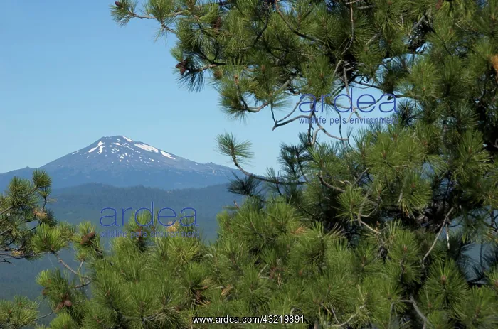 : USA, Oregon, Bend, Deschutes National Forest : USA, Oregon, Bend, Deschutes National Forest