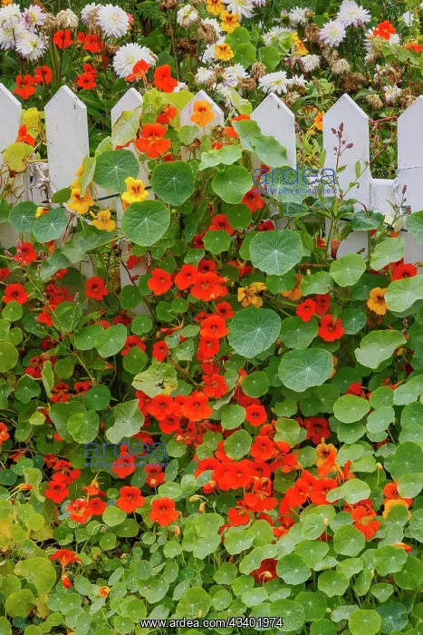 : USA, Oregon. Cannon Beach and Cottage Garden with : USA, Oregon. Cannon Beach and Cottage Garden with