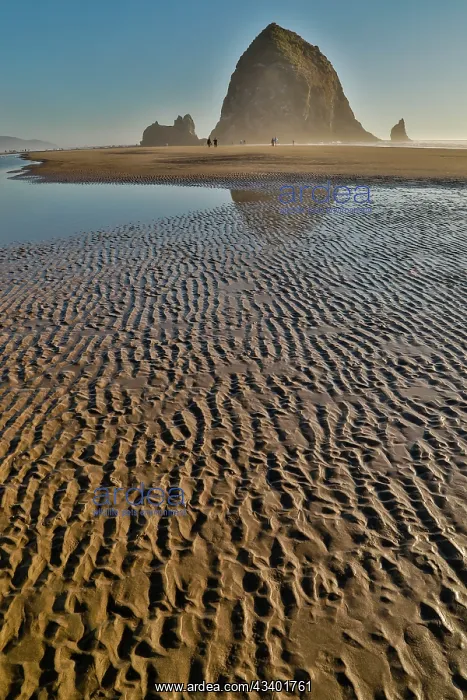 : USA, Oregon. Cannon Beach with Haystack near sunset : USA, Oregon. Cannon Beach with Haystack near sunset