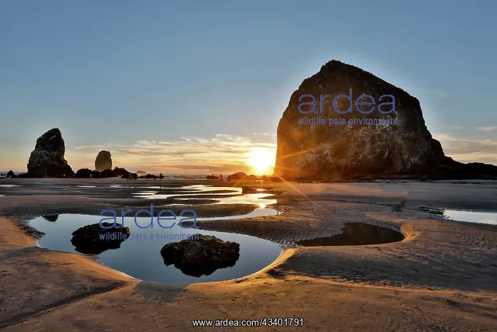 : USA, Oregon. Cannon Beach with Haystack near sunset : USA, Oregon. Cannon Beach with Haystack near sunset