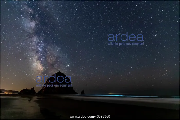 : USA, Oregon, Cannon Beach. Haystack Rock with milky : USA, Oregon, Cannon Beach. Haystack Rock with milky