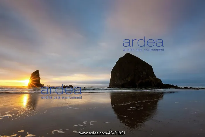 : USA, Oregon. Cannon Beach and Haystack Rock at sunset : USA, Oregon. Cannon Beach and Haystack Rock at sunset