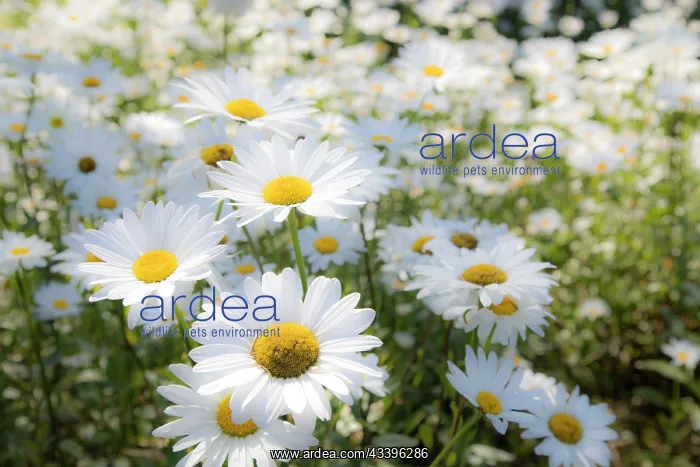 : USA, Oregon, Cannon Beach. Large planting of Shasta : USA, Oregon, Cannon Beach. Large planting of Shasta