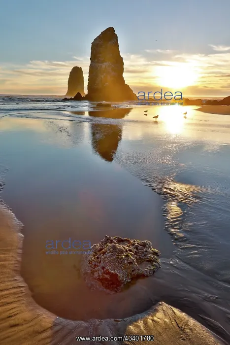 : USA, Oregon. Cannon Beach low tide and ripples in : USA, Oregon. Cannon Beach low tide and ripples in