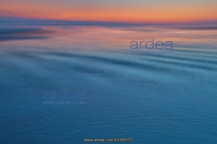 : USA, Oregon, Cannon Beach. Sunset blues with ripples : USA, Oregon, Cannon Beach. Sunset blues with ripples