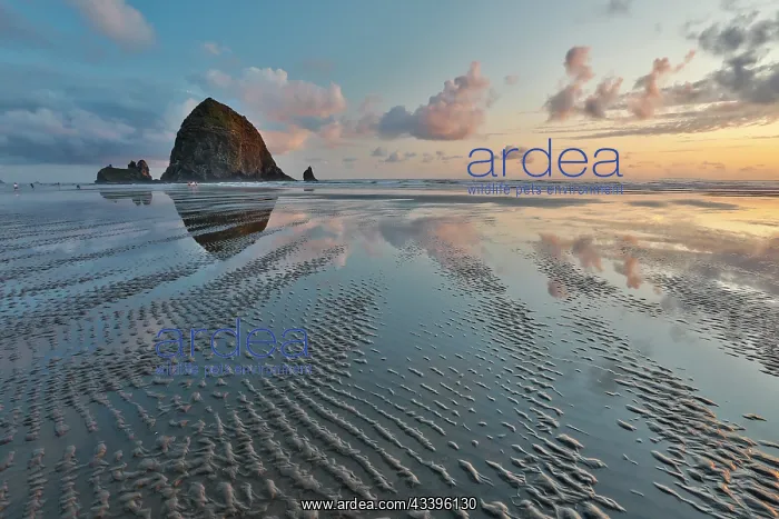 : USA, Oregon, Cannon Beach. Sunset golden colors : USA, Oregon, Cannon Beach. Sunset golden colors