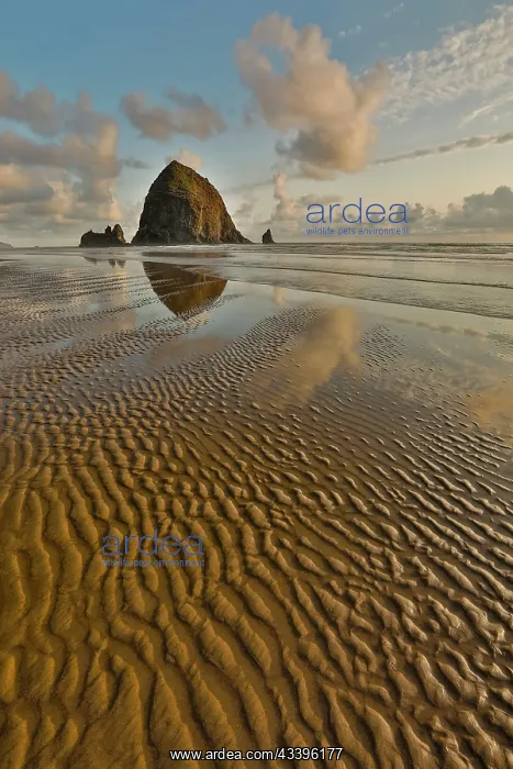 : USA, Oregon, Cannon Beach. Sunset golden colors : USA, Oregon, Cannon Beach. Sunset golden colors