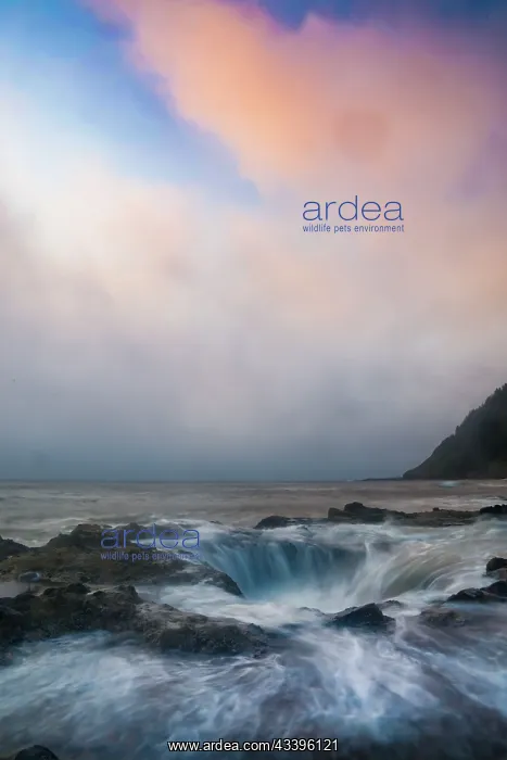 : USA, Oregon, Cape Perpetua and Thor's Well at sunset : USA, Oregon, Cape Perpetua and Thor's Well at sunset