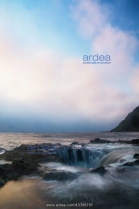 : USA, Oregon, Cape Perpetua and Thor's Well at sunset : USA, Oregon, Cape Perpetua and Thor's Well at sunset