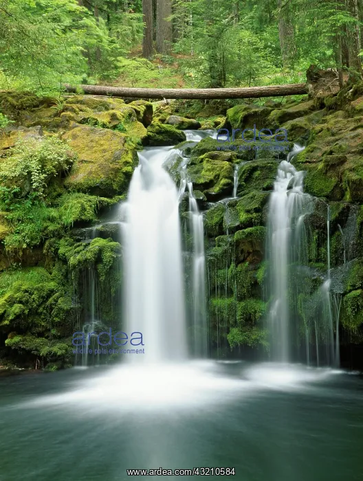 : USA, Oregon, Cascade Range, Umpqua National : USA, Oregon, Cascade Range, Umpqua National