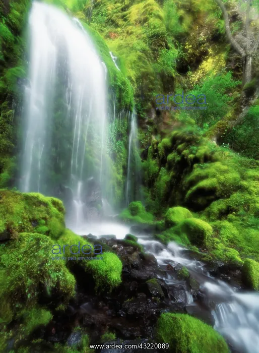 : USA, Oregon, Colombia, View of waterfall : USA, Oregon, Colombia, View of waterfall