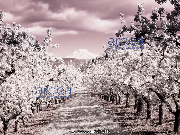 : USA, Oregon, Columbia Gorge. Infrared of Spring : USA, Oregon, Columbia Gorge. Infrared of Spring