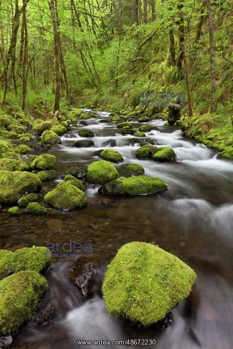 : USA, Oregon, Columbia River Gorge. Gorton Creek rapids. ic D : USA, Oregon, Columbia River Gorge. Gorton Creek rapids. ic D