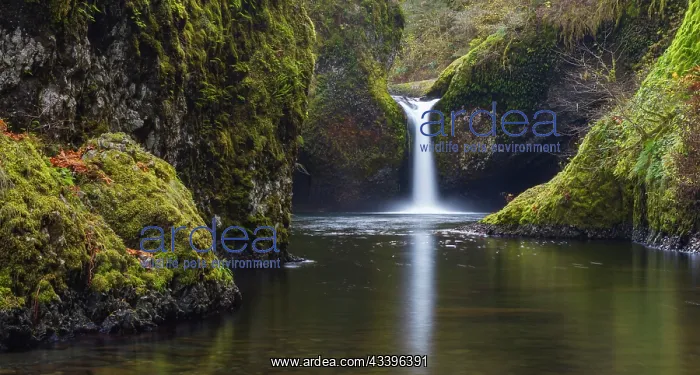 : USA, Oregon, Columbia River Gorge National Scenic : USA, Oregon, Columbia River Gorge National Scenic