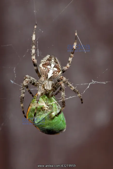 : USA, Oregon, Keizer, a cross spider (Araneus : USA, Oregon, Keizer, a cross spider (Araneus