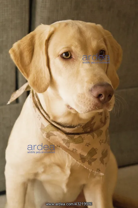 : USA, Oregon, Keizer. Labrador Retriever : USA, Oregon, Keizer. Labrador Retriever