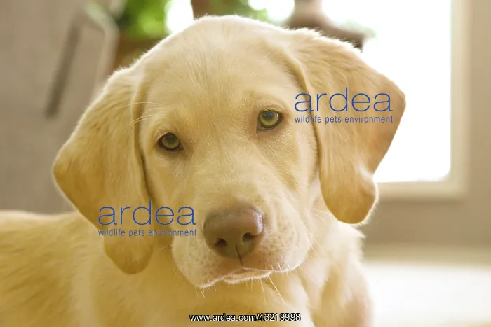 : USA, Oregon, Keizer. Labrador Retriever : USA, Oregon, Keizer. Labrador Retriever