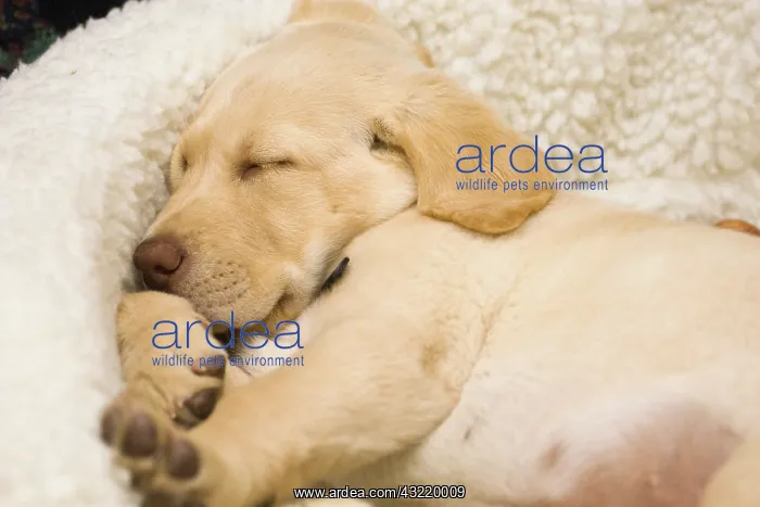 : USA, Oregon, Keizer. Labrador Retriever : USA, Oregon, Keizer. Labrador Retriever