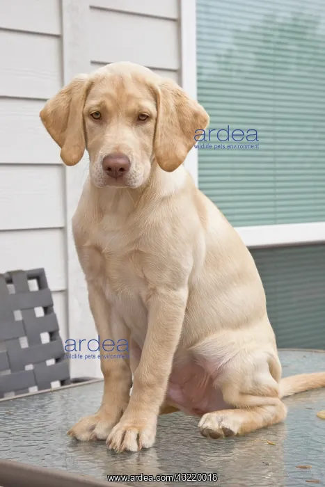 : USA, Oregon, Keizer. Labrador Retriever : USA, Oregon, Keizer. Labrador Retriever