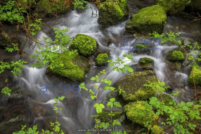 : USA, Oregon, Loeb State Park. Salmon berry bush branches : USA, Oregon, Loeb State Park. Salmon berry bush branches