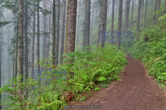 : USA, Oregon. Lookout State Park trail with fog amongst : USA, Oregon. Lookout State Park trail with fog amongst