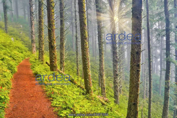 : USA, Oregon. Lookout State Park trail with fog amongst : USA, Oregon. Lookout State Park trail with fog amongst