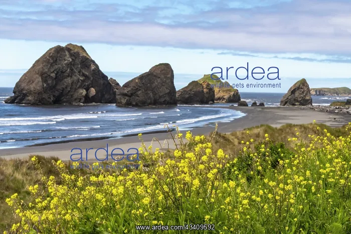 : USA, Oregon. Pistol River Beach and sea stacks : USA, Oregon. Pistol River Beach and sea stacks