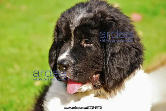 : USA, Oregon, Portland. Portrait of Landseer : USA, Oregon, Portland. Portrait of Landseer
