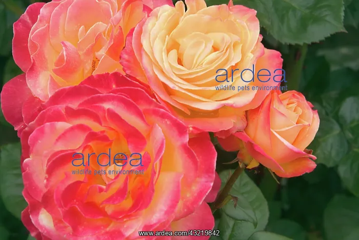 : USA, Oregon, Portland, Roses growing in : USA, Oregon, Portland, Roses growing in
