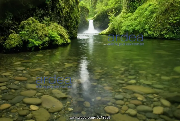 : USA, Oregon, Punchbowl Falls, Eagle Creek : USA, Oregon, Punchbowl Falls, Eagle Creek