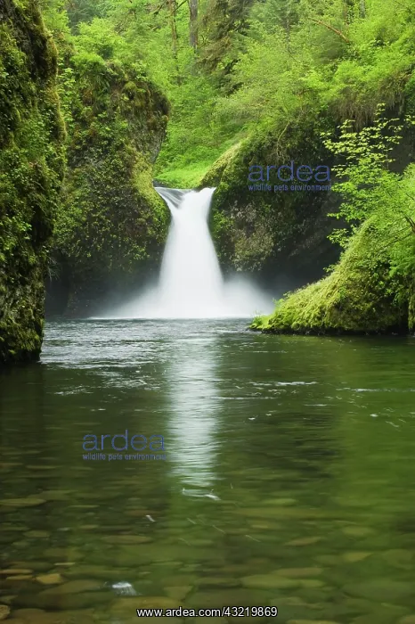 : USA, Oregon, Punchbowl Falls, Eagle Creek : USA, Oregon, Punchbowl Falls, Eagle Creek