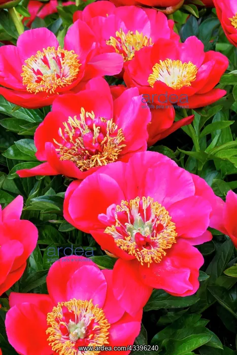 : USA, Oregon, Salem. Area garden with bright pink : USA, Oregon, Salem. Area garden with bright pink