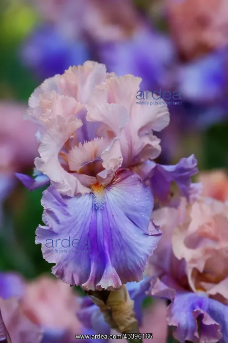 : USA, Oregon, Salem. Bearded iris in garden : USA, Oregon, Salem. Bearded iris in garden