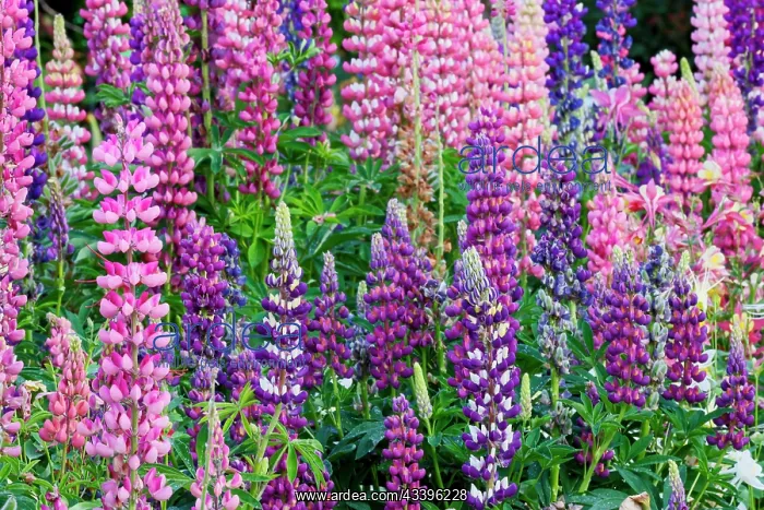 : USA, Oregon, Salem. Bearded iris and lupine in multiple : USA, Oregon, Salem. Bearded iris and lupine in multiple