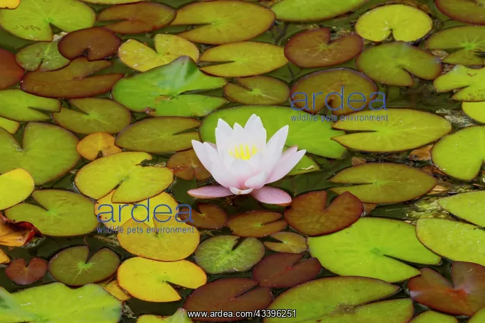 : USA, Oregon, Shore Acres State Park and lily pads : USA, Oregon, Shore Acres State Park and lily pads
