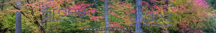 : USA, Oregon, Silver Falls State Park. Autumn forest : USA, Oregon, Silver Falls State Park. Autumn forest