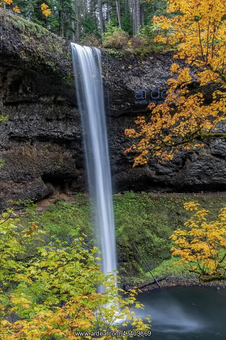 : USA, Oregon, Silver Falls State Park. Tall waterfall : USA, Oregon, Silver Falls State Park. Tall waterfall