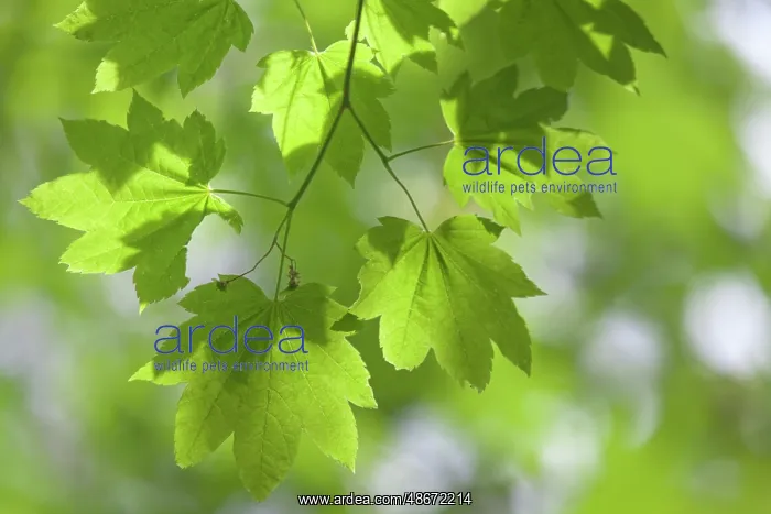 : USA, Oregon, Silver Falls State Park. Close-up of vine maple : USA, Oregon, Silver Falls State Park. Close-up of vine maple
