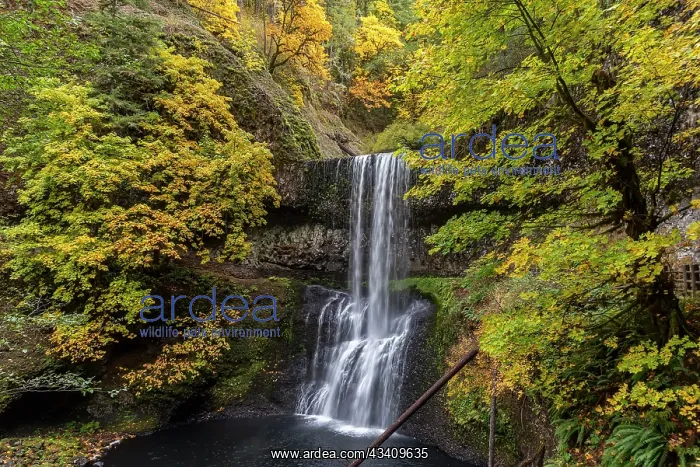 : USA, Oregon, Silver Falls State Park. Lower South : USA, Oregon, Silver Falls State Park. Lower South
