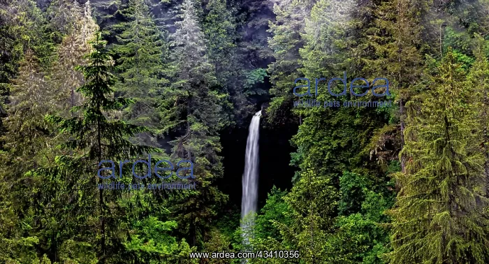: USA, Oregon, Silver Falls State Park, North Falls : USA, Oregon, Silver Falls State Park, North Falls