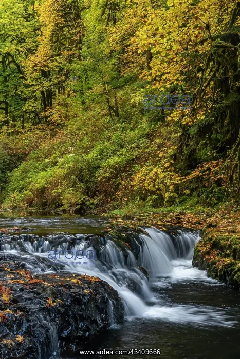 : USA, Oregon, Silver Falls State Park. Waterfalls : USA, Oregon, Silver Falls State Park. Waterfalls