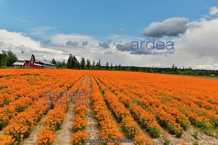 : USA, Oregon, Silverton. Field of orange Wallflowers : USA, Oregon, Silverton. Field of orange Wallflowers