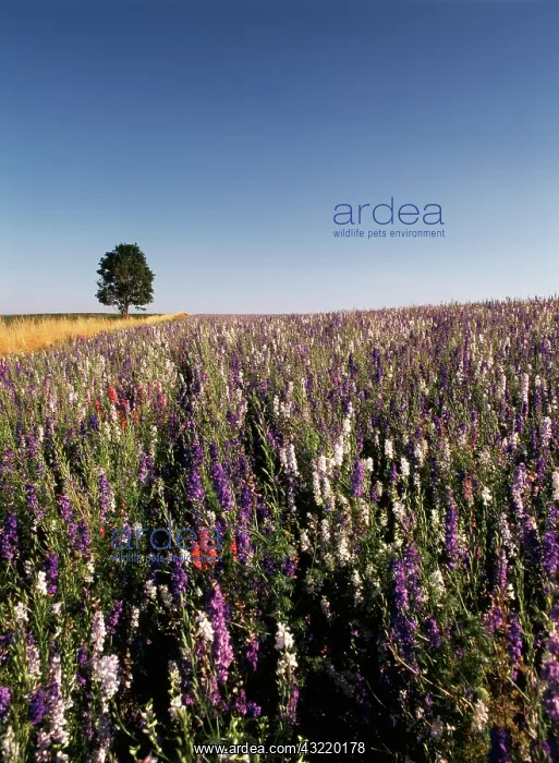 : USA, Oregon, Single tree in Delphiniums : USA, Oregon, Single tree in Delphiniums